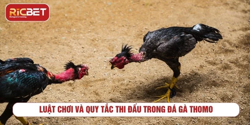 Khám Phá Đấu Trường Đá Gà Thomo RICBET Kịch Tính Đá gà Thomo có luật chơi và tiêu chí xác định thắng thua rõ ràng