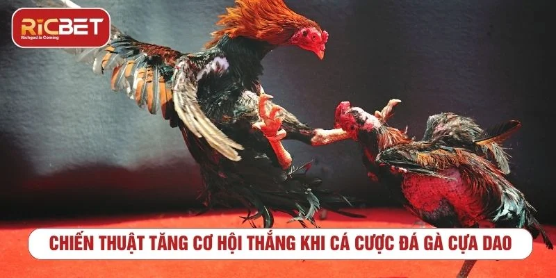 Đá gà cựa dao RICBET - Đỉnh cao kịch tính và chiến thuật Người chơi nên theo dõi biến động kèo để chọn thời điểm cược phù hợp